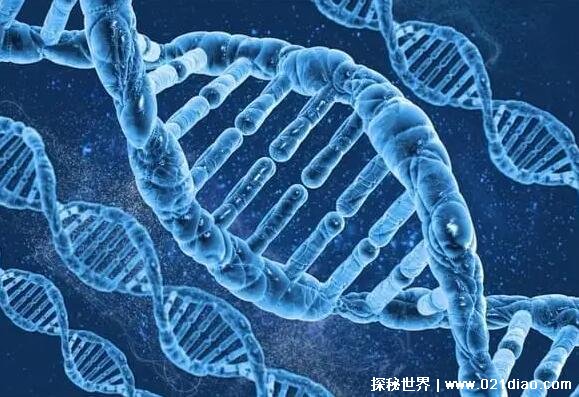 动物DNA与人类DNA有什么区别，染色体数量及基因排序不同