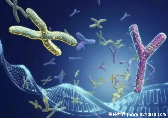 动物DNA与人类DNA有什么区别，染色体数量及基因排序不同