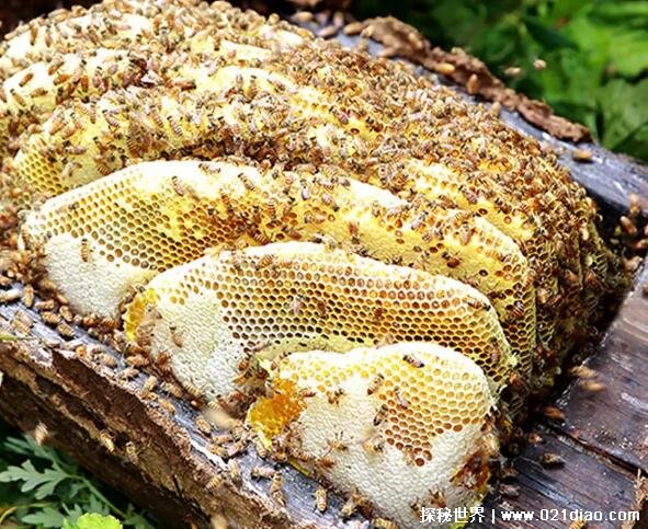 纯正土蜂蜜多少钱一斤，60-150元(土蜂蜜差价大只是纯净度不同)