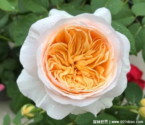 朱丽叶玫瑰多少钱一朵为什么那么贵，价格高达2700万一只