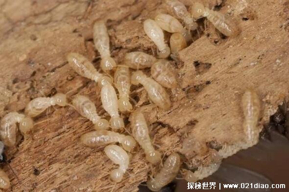 白蚁如何消灭，家庭防治白蚁的3个小妙招(附图片)