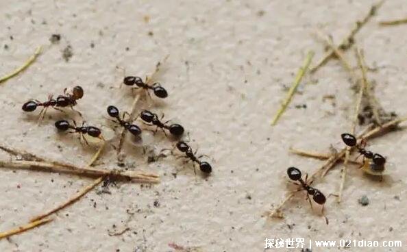 蚂蚁的天敌是什么动物，食蚁兽一次能吃近万只蚂蚁