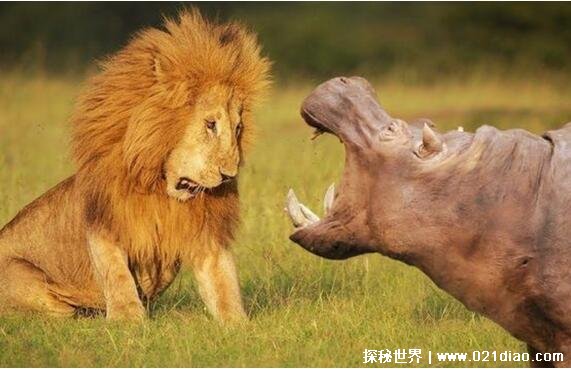 狮子的天敌是什么动物，只有人类(狮子处于食物链顶端)
