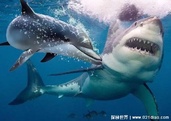 鲨鱼的天敌是什么，只有人类(虎鲸海豚与鲨鱼是竞争关系)