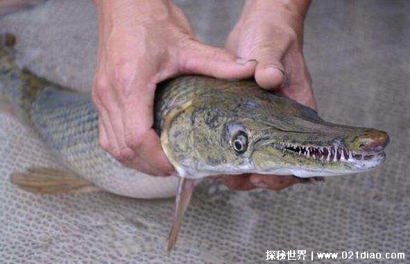 鳄雀鳝有多可怕能吃吗，水中生物都会沦为它的食物(能吃不好吃)