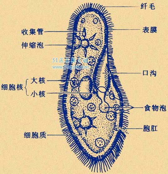 草履虫的结构图详解 它真的是原核生物吗?