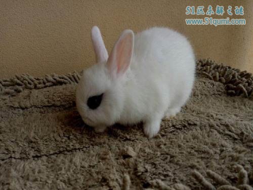 侏儒兔是世界上最长寿的兔子 它的价格是多少?