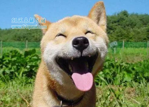 笑容最迷人的狗狗排行榜 萨摩耶和柴犬你更喜欢谁?