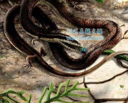 厚针龙:已灭绝的史前巨蛇 是现代蛇类的祖先吗?