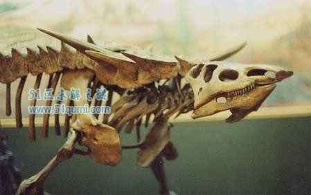 有角鳄:长有一对45厘米长尖角的鳄鱼 尖角有什么用处?