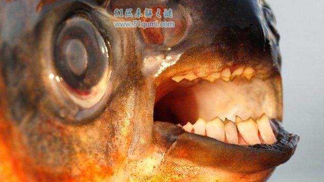 帕库食人鱼:亚马逊河流域的怪鱼 专门喜欢攻击男性裆部