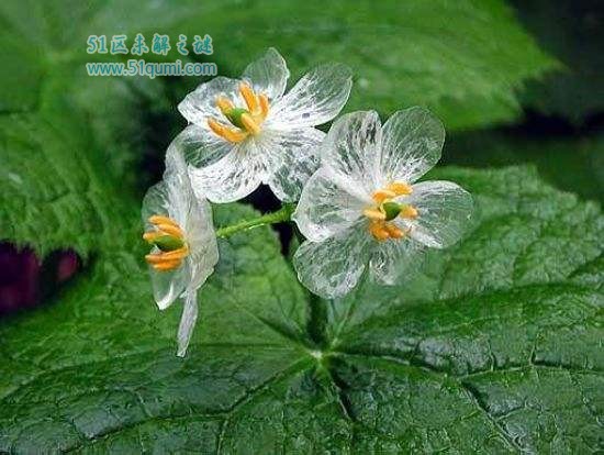 山荷叶:雨过之后会变透明的小花 它的花语是什么?