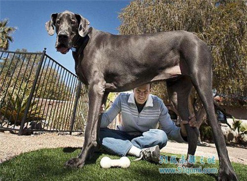 世界上最大的狗：大乔治高220厘米，重120公斤