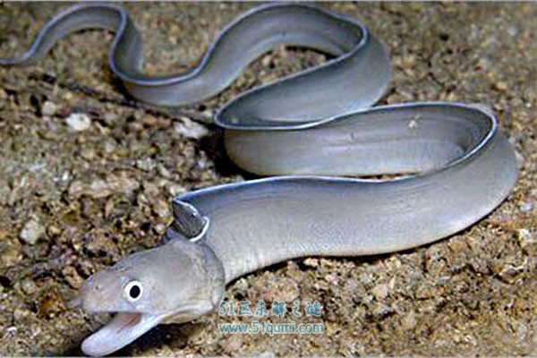 鳗鲡被称为"水中人参"的鱼类 鳗鲡多少钱一斤?
