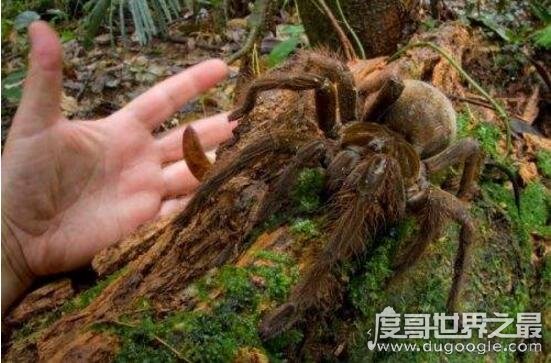 中国发现最早的蜘蛛，金钱活门蛛仅6只成活宝
