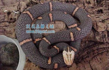 喜玛拉雅白头蛇:中国最毒的毒蛇之一 为什么绝食不吃饭?