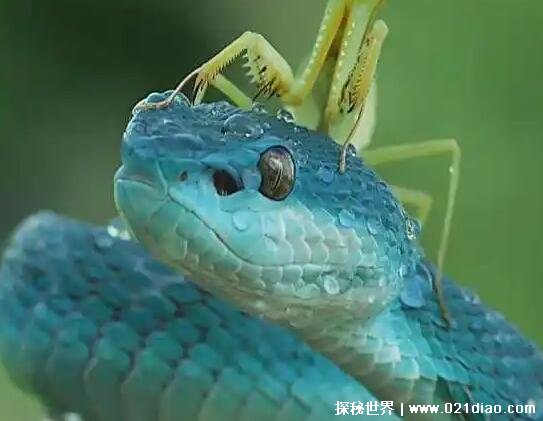 十大最罕见的蛇，珍稀变异种蓝血蛇(最受蛇类玩家喜爱)
