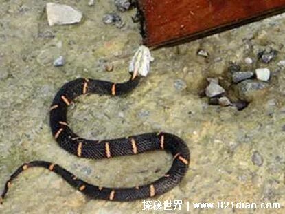 十大最罕见的蛇，珍稀变异种蓝血蛇(最受蛇类玩家喜爱)