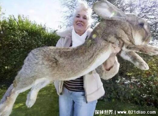 世界上最诡异的兔子，兔子成杀人狂(并没有被证实)