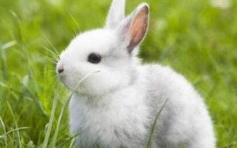 三种世界上最漂亮的兔子，公主兔最可爱(从童话中走出来的兔子)