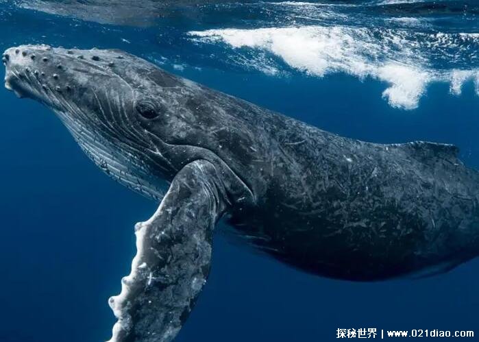 4种世界上最恐怖的鲸鱼，蓝鲸/梅尔维尔鲸/长野鲸/抹香鲸