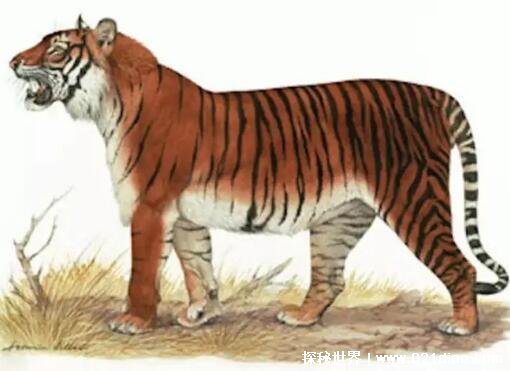 已经灭绝的四种老虎，爪哇虎/巴厘虎/里海虎/华南虎