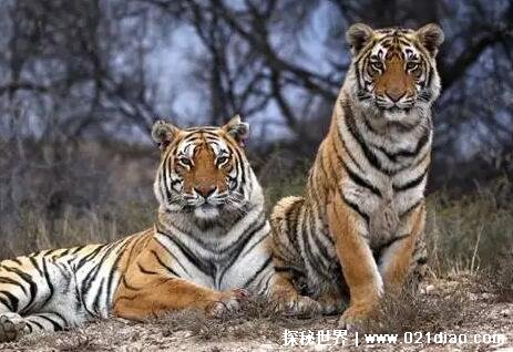 已经灭绝的四种老虎，爪哇虎/巴厘虎/里海虎/华南虎