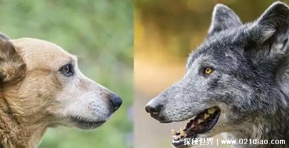 狼和狗谁厉害图片