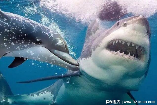 鲨鱼为什么怕海豚，4个原因(海豚的声音让鲨鱼瞬间破防)