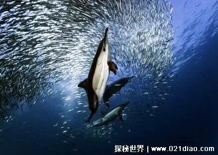 鲨鱼为什么怕海豚，4个原因(海豚的声音让鲨鱼瞬间破防)