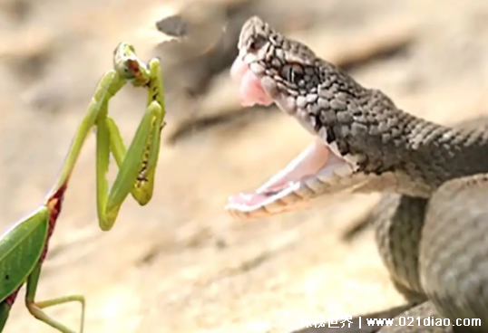 蛇为什么怕螳螂，螳螂3D眼能够捕捉蛇的弱点(怕螳螂的3个原因)