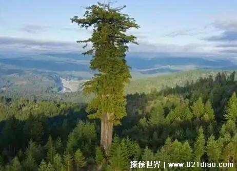 世界上最小的树图片，矮树(小于5厘米只有一个手指的长度)
