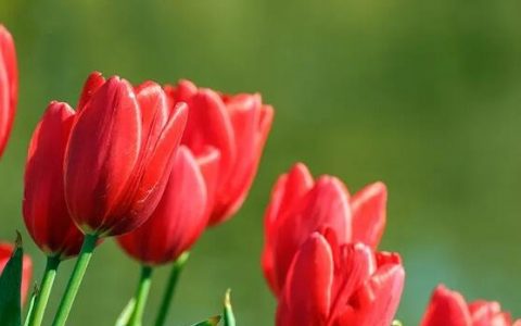 郁金香什么时候开花，每年的3至5月份(附郁金香的种植方法)