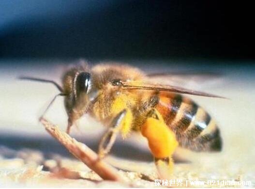 三种世界上最毒的虫子，杀人蜂蜇死了1千多人(不仅攻击人还攻击动物)