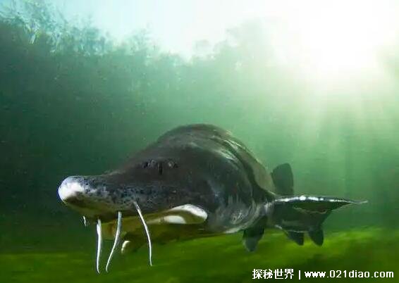 世界上最大的淡水鱼是什么鱼，长8米重达2000公斤的鲟鱼