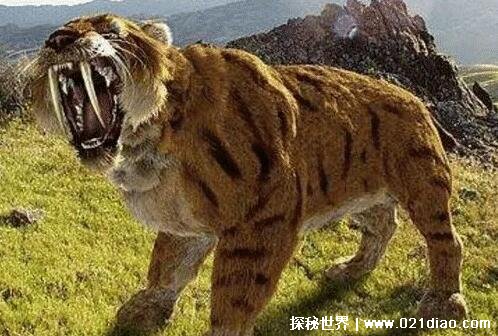 已灭绝的十大猫科动物，北美猎豹早在12000年前就已灭绝