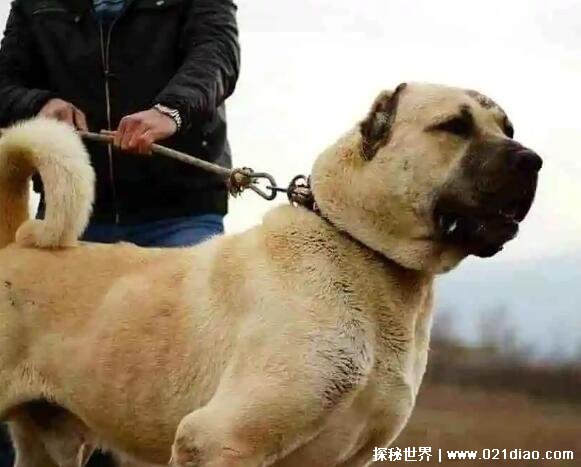 世界上最大的狗，巨型狗土耳其坎高(高115公分重达125公斤)