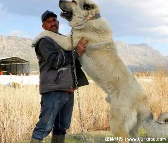 世界上最大的狗，巨型狗土耳其坎高(高115公分重达125公斤)
