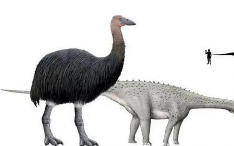 地球上最大的鸟类，3米高500公斤重的象鸟(具有世界第一大鸟的称号)