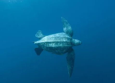 世界上最大的海龟有多大，棱皮龟长3米重一吨(处于濒临灭绝的危险)