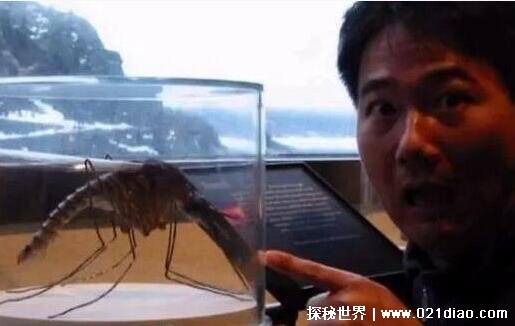 世界上最大的蚊子，金腹巨蚊(张开翅膀足足有11厘米跟手掌一样大)