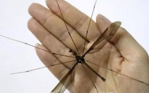 世界上最大的蚊子，金腹巨蚊(张开翅膀足足有11厘米跟手掌一样大)