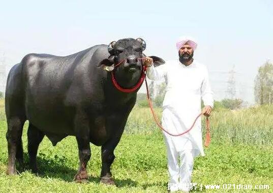 苏丹牛多少钱一头，人民币1800万元(世界上最贵的印度奶牛)