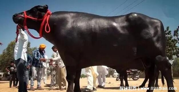苏丹牛多少钱一头，人民币1800万元(世界上最贵的印度奶牛)