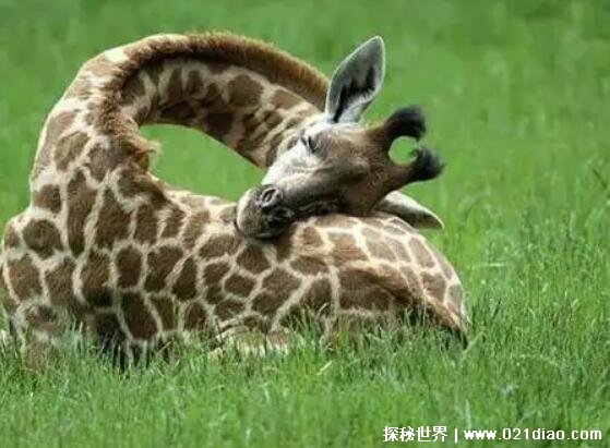 长颈鹿可以趴着睡觉吗为什么，可以(觉得没有危险就会趴着睡)