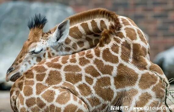 长颈鹿可以趴着睡觉吗为什么，可以(觉得没有危险就会趴着睡)