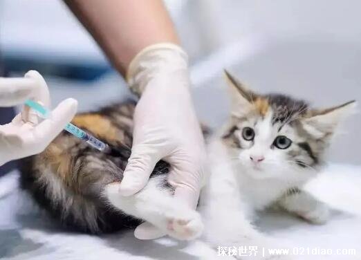 被猫咬千万不要打狂犬疫苗，感染概率小(破皮后还是要接种疫苗)