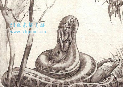 厚针龙:已灭绝的史前巨蛇 是现代蛇类的祖先吗?