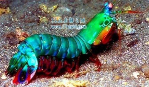 绿虾蛄:前爪瞬间爆发可以击碎玻璃 与皮皮虾有什么区别?