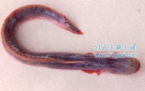 红狼牙鰕虎鱼:相貌凶猛的无毒鱼 不仅美味还有药用价值